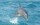 Delfinschwimmen Hurghada mit Joseph&Marlen