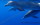 Delfinschwimmen Hurghada Joseph&Marlen 