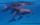 Delfinschwimmen Hurghada Joseph&Marlen 