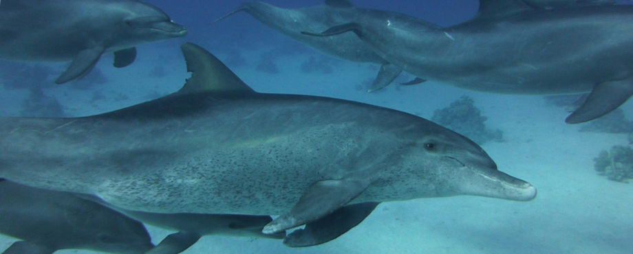 Delfinschwimmen Hurghada, Joseph&Marlen Delfin, Unterwasserwelt Abenteuer